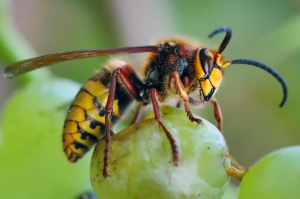 ALERTE FRELON ASIATIQUE